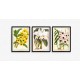 A Fabulous Selection Of Sets Of 3 Vintage Orchid Flower Prints 